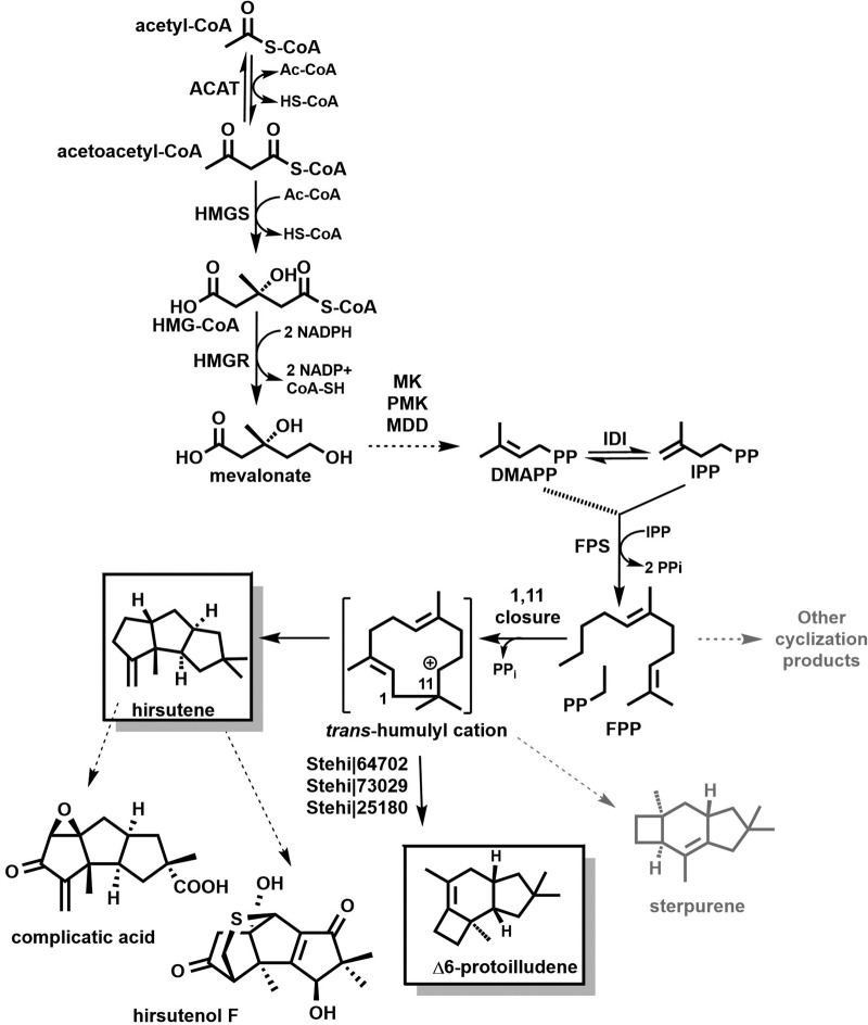 FIG 1