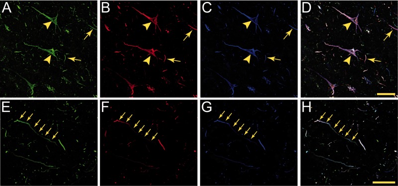 FIGURE 5.