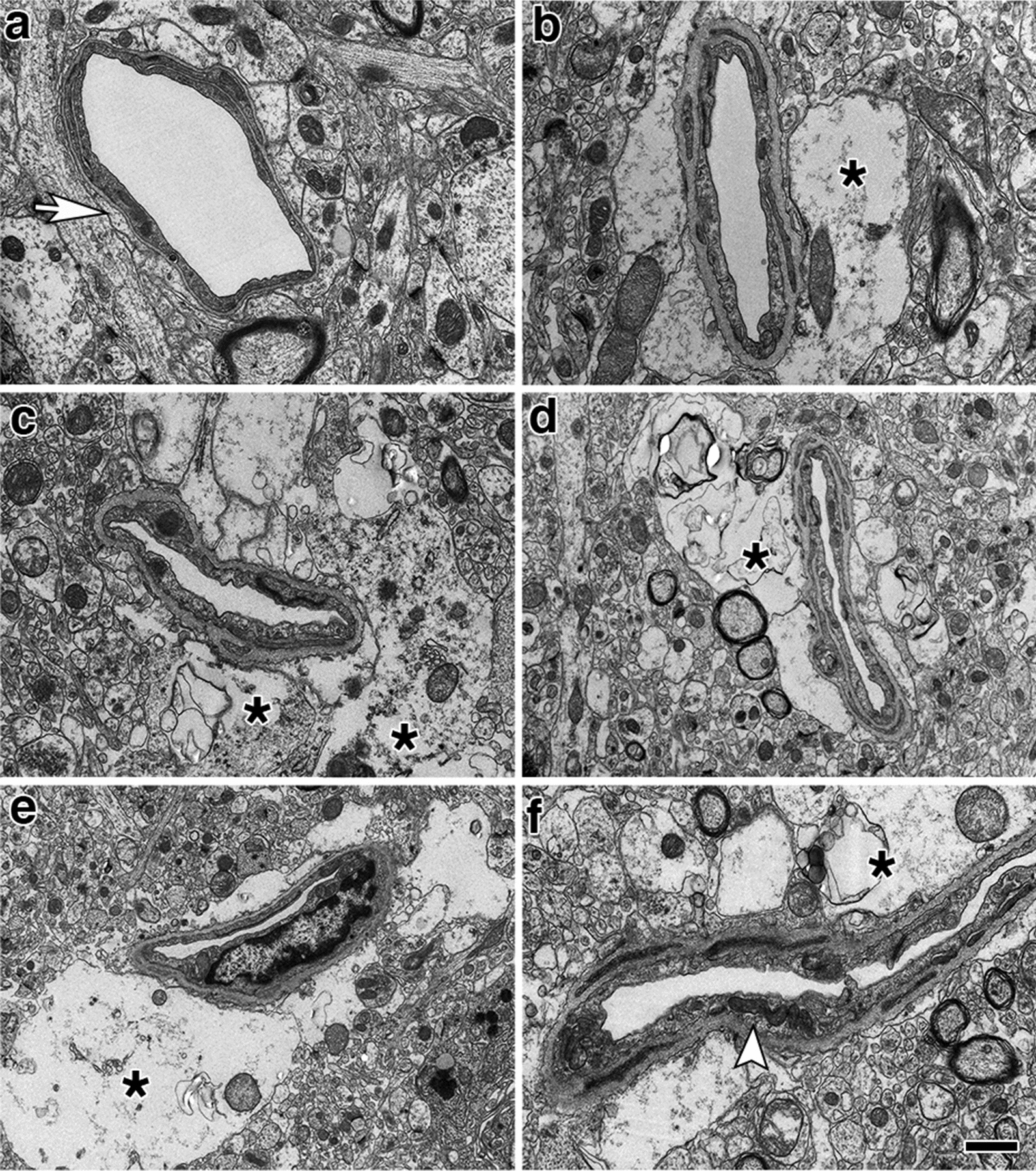 Fig. 6