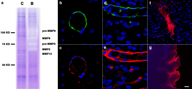 Fig. 13