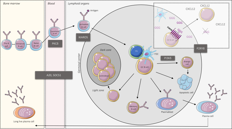 graphic file with name JEM_20211972_Fig2.jpg