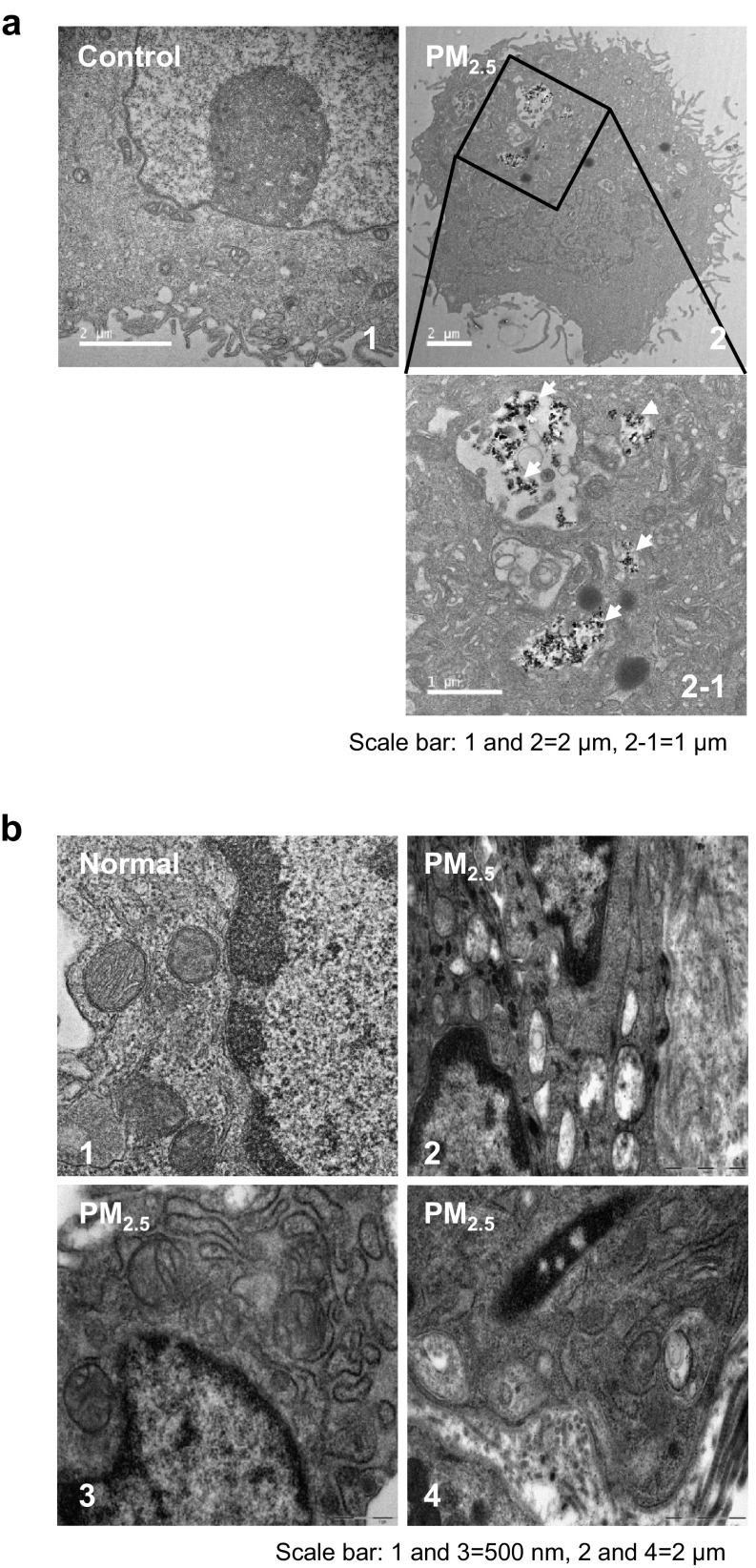 Fig. 6