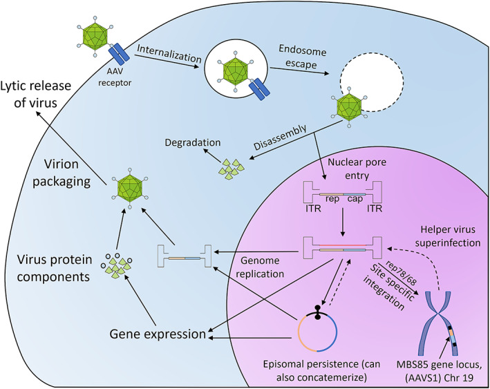FIGURE 4