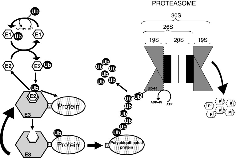 Fig. 3