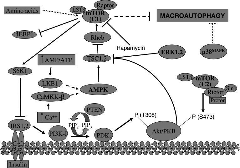 Fig. 7