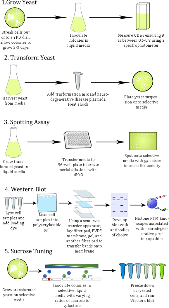 Figure 1: