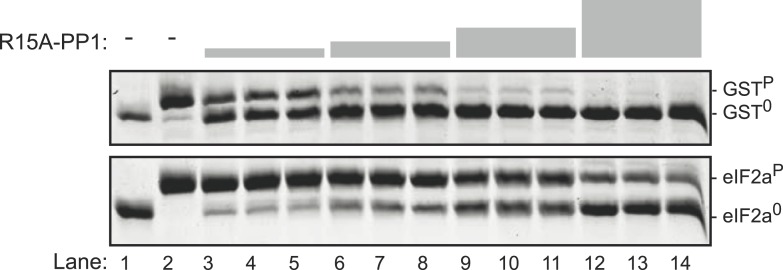 Figure 3—figure supplement 1.