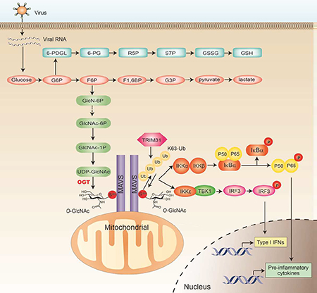 graphic file with name nihms-1511884-f0001.jpg