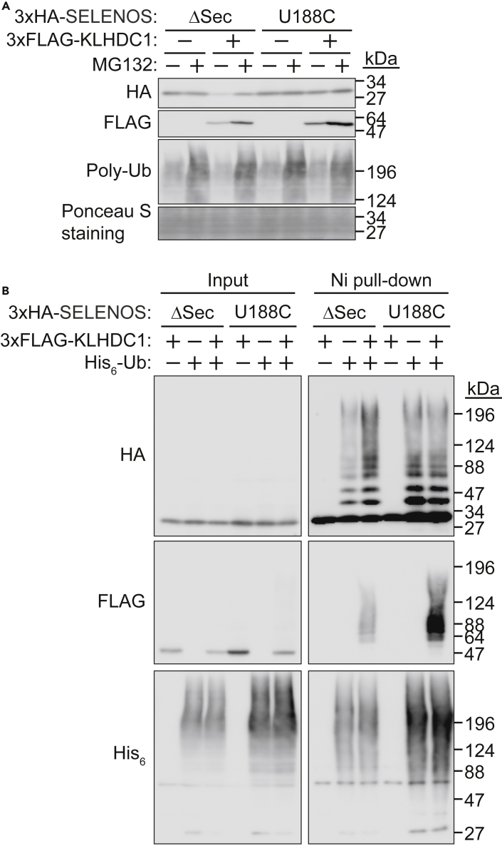 Figure 3