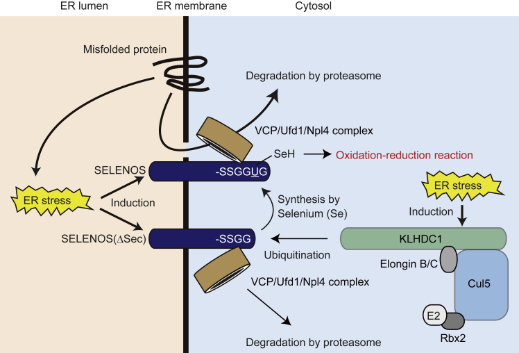 Figure 6