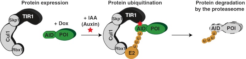 Fig. P1.