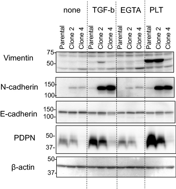 Fig. 7