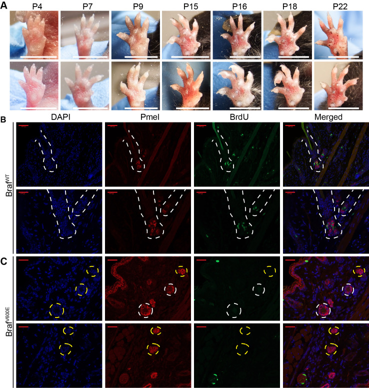 Figure 1—figure supplement 1 .