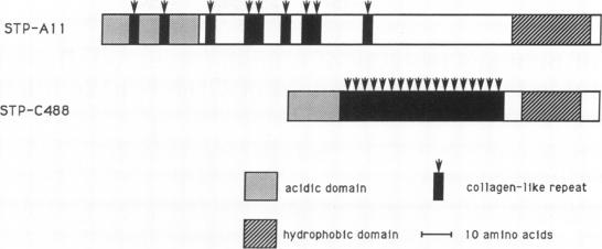 graphic file with name pnas01066-0165-a.jpg