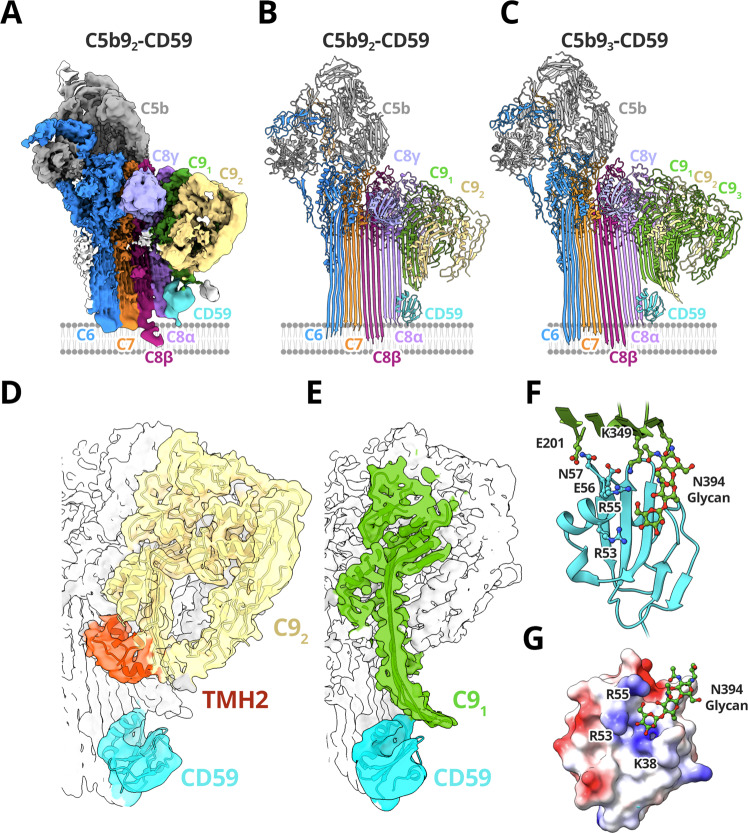 Fig. 4