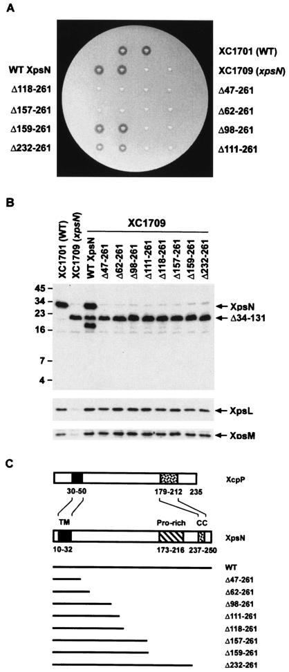 FIG. 1.