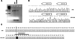 Figure 4.