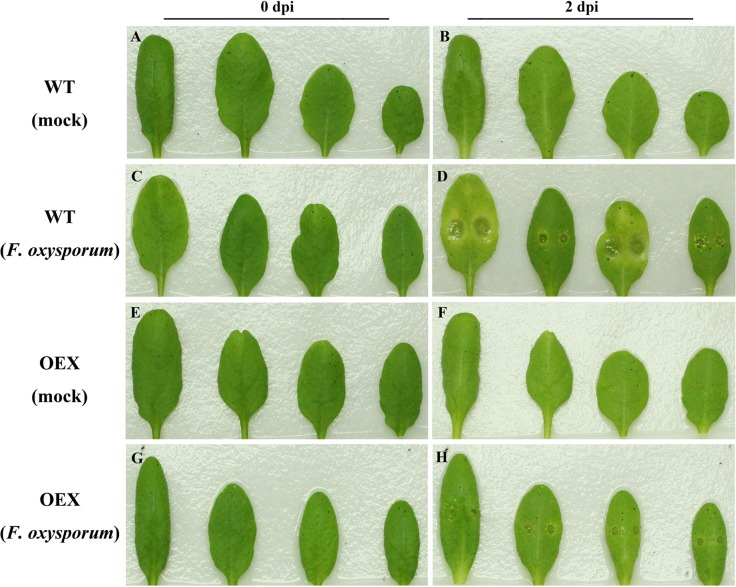 Fig 6