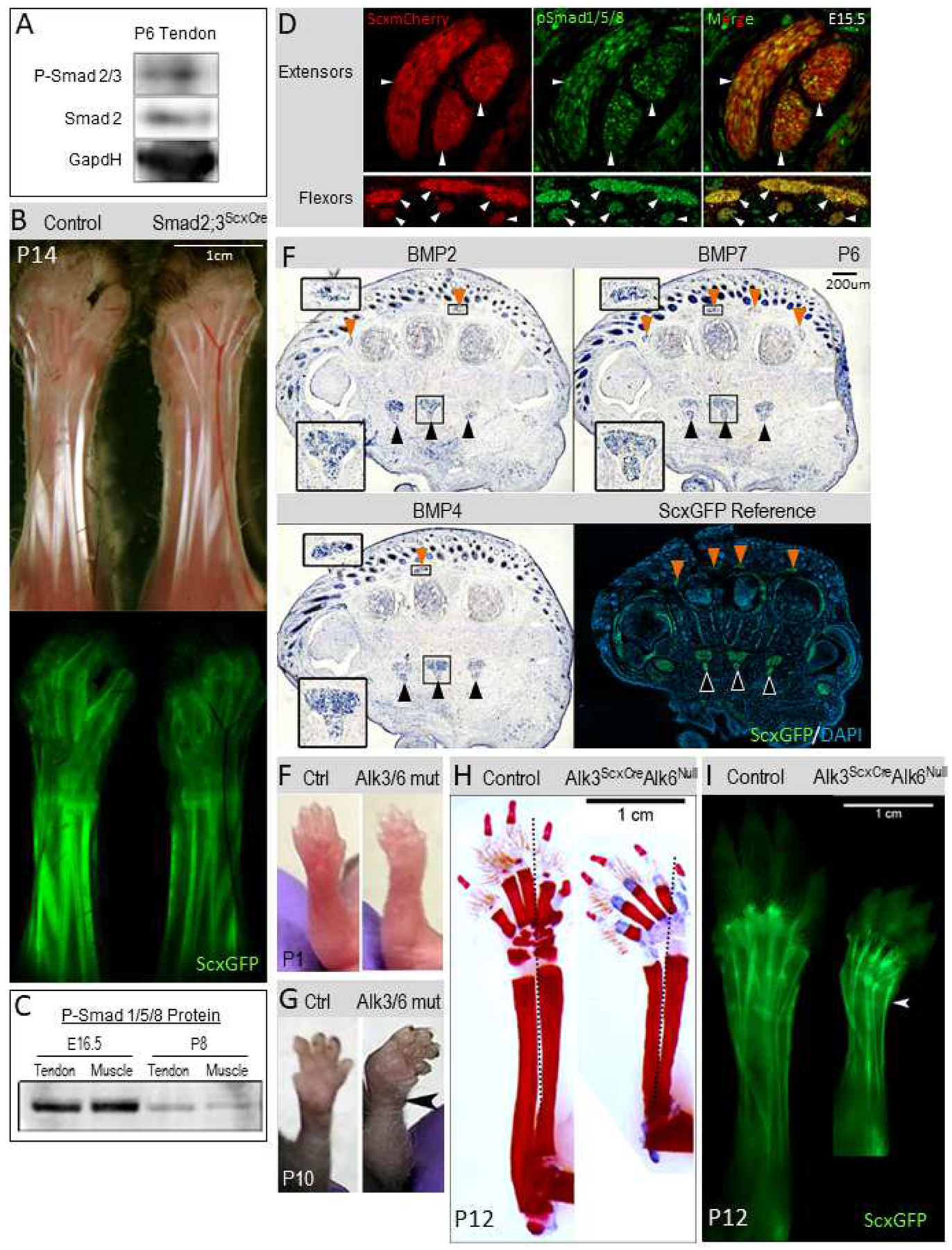 Figure 4: