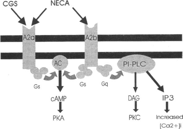 graphic file with name jcinvest00016-0300-a.jpg