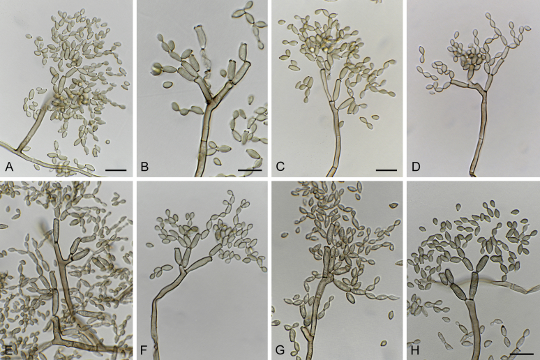 Fig. 21