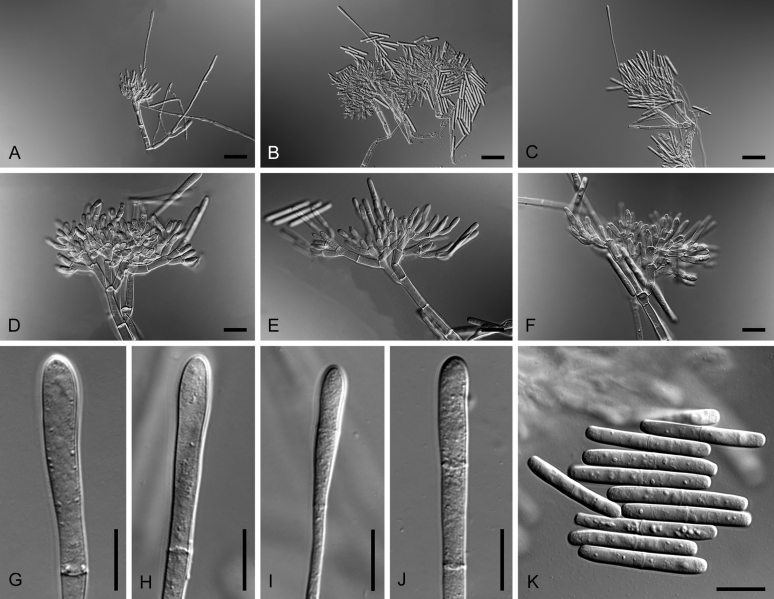 Fig. 16