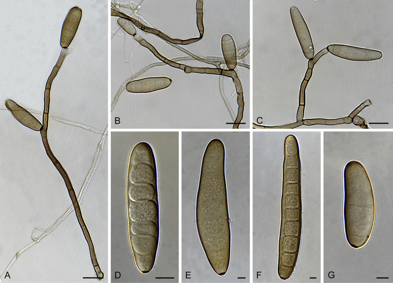 Fig. 5