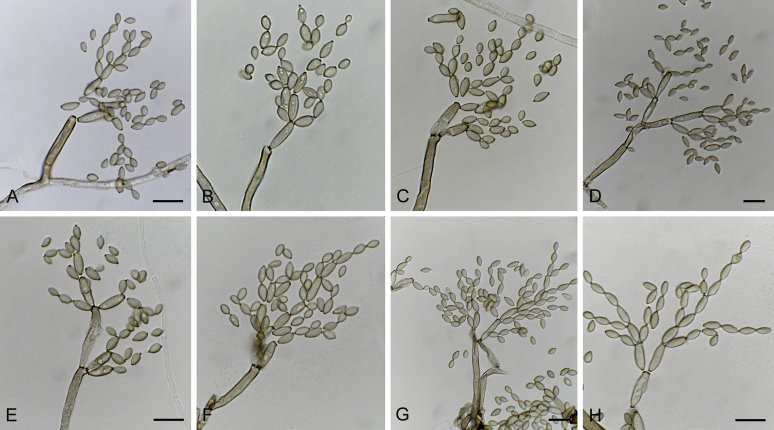 Fig. 23