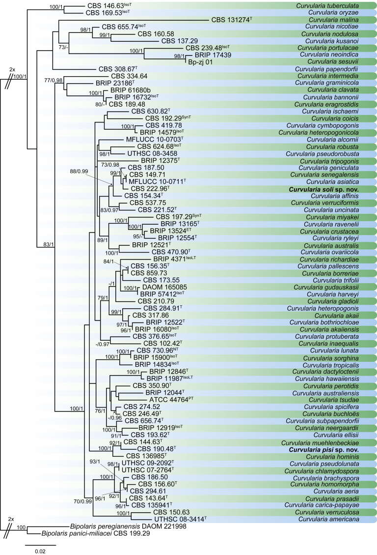 Fig. 32