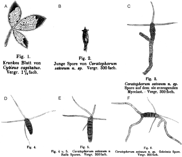 Fig. 51