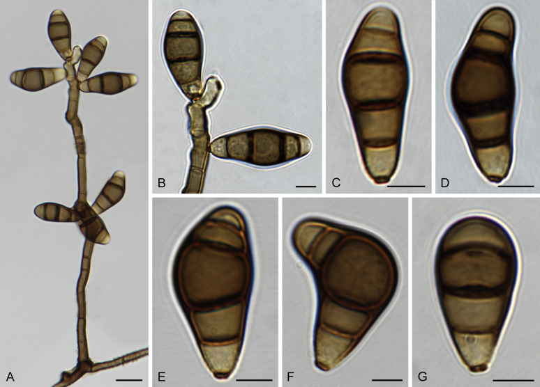 Fig. 34