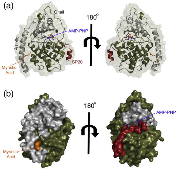 Fig. 1