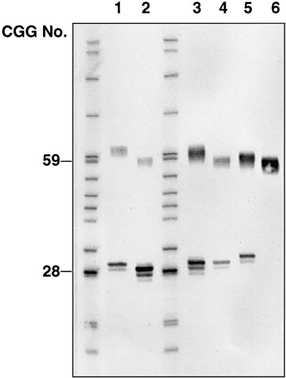 Figure  1