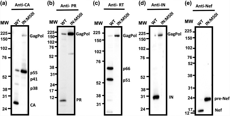 FIG 3