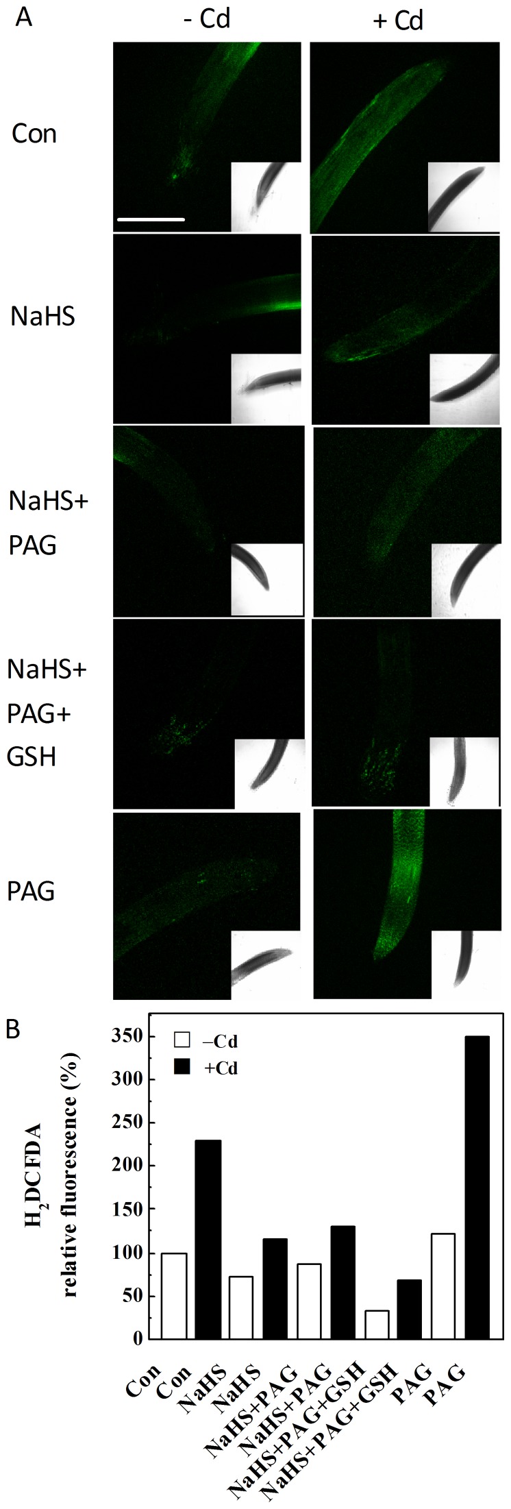 Figure 5