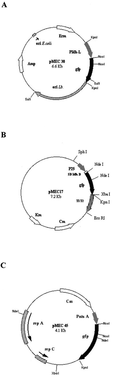 FIG. 1