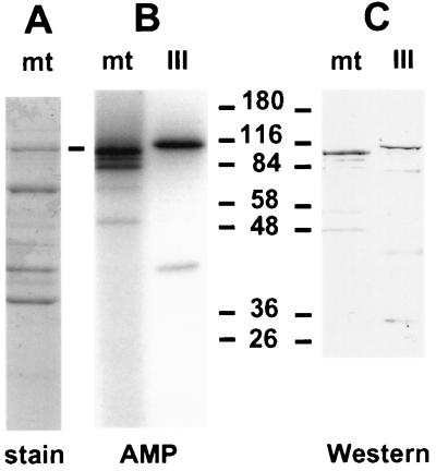 FIG. 6