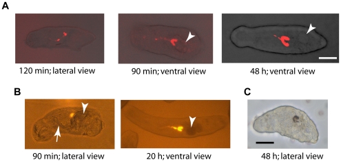 Figure 10