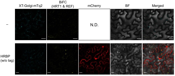 Figure 5—figure supplement 3.