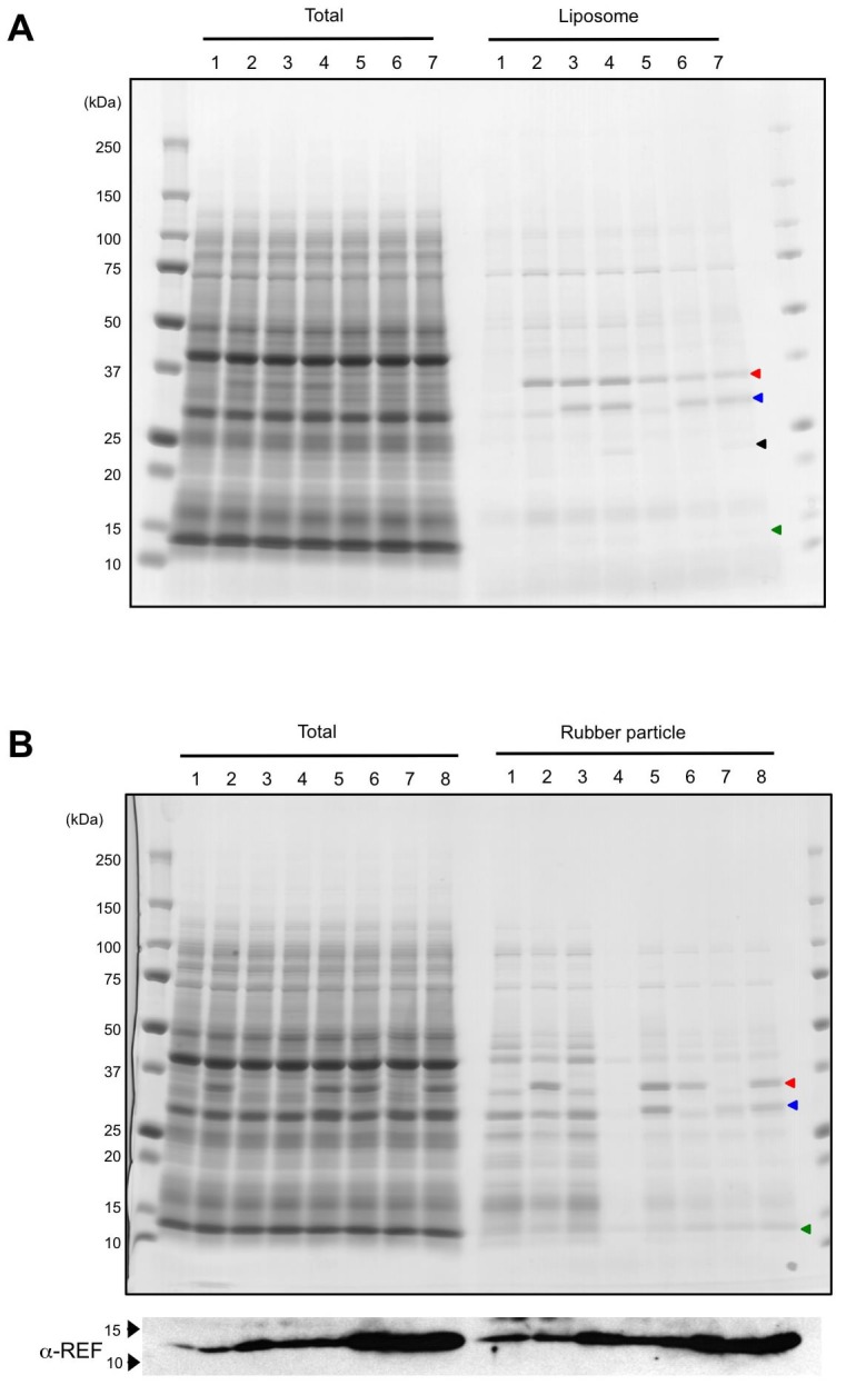 Figure 7—figure supplement 1.