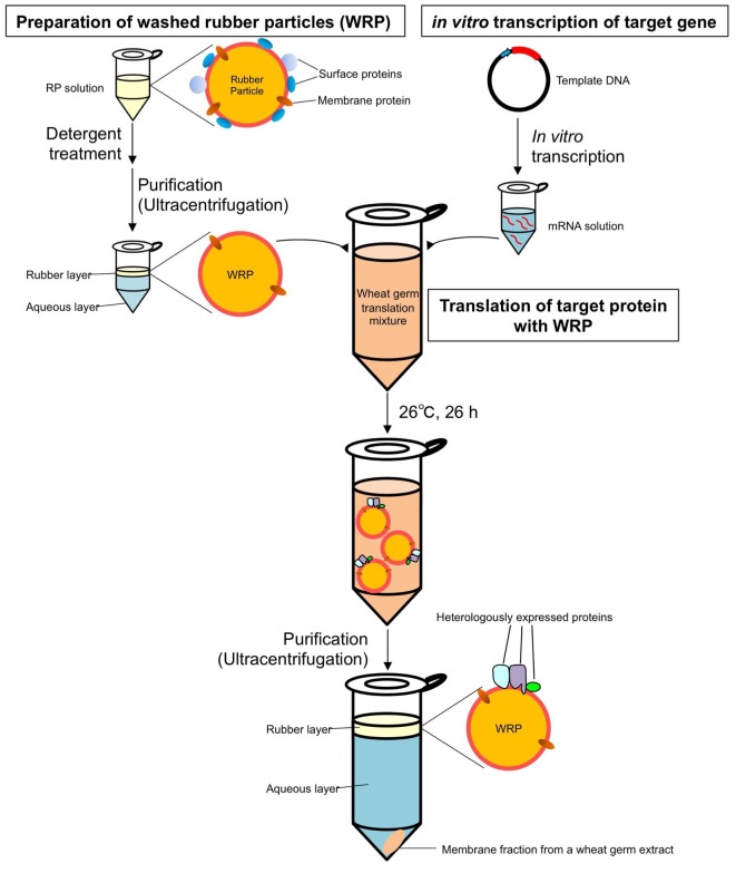 Figure 7—figure supplement 3.