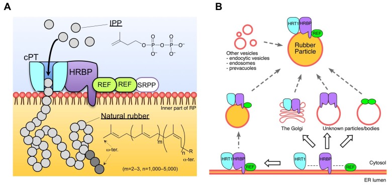 Figure 11.