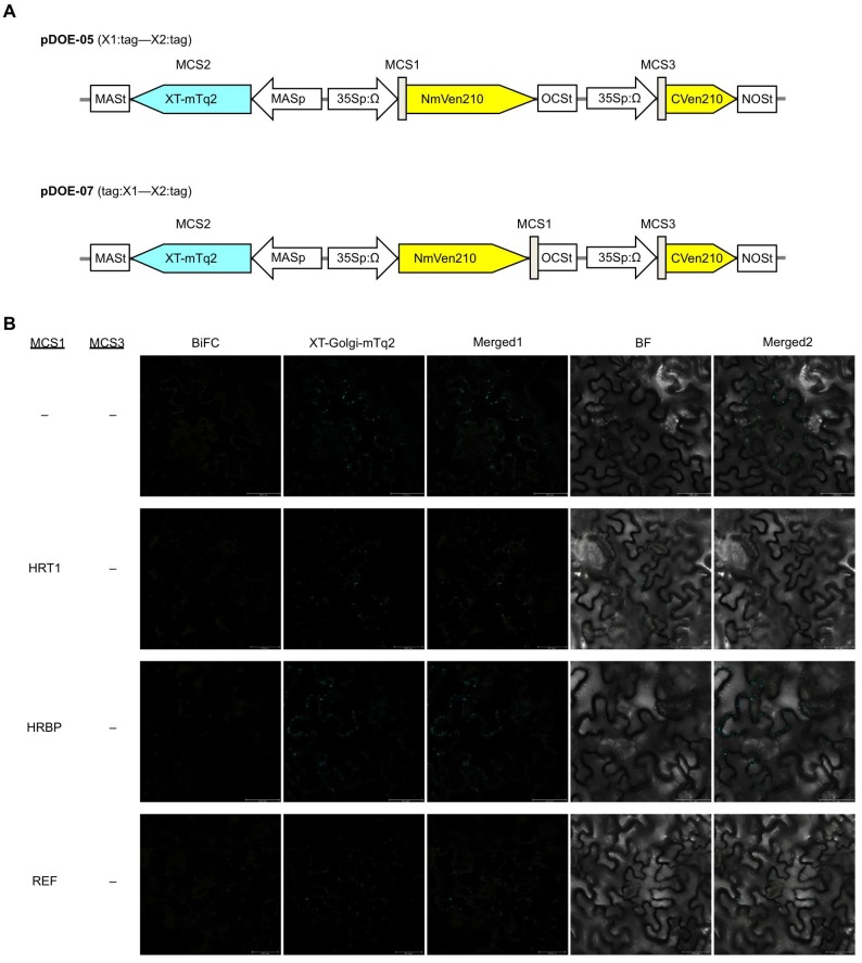 Figure 4—figure supplement 1.