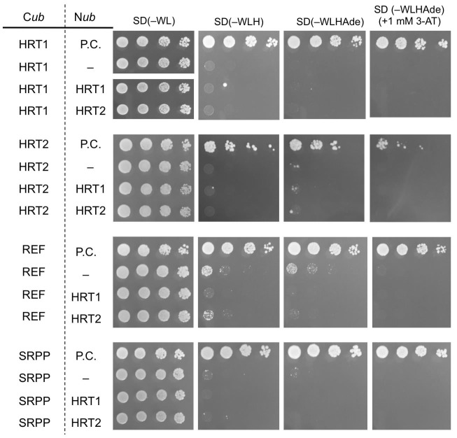 Figure 3—figure supplement 1.