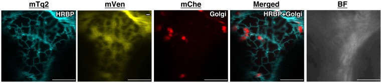 Figure 5—figure supplement 1.