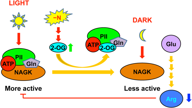 Figure 7