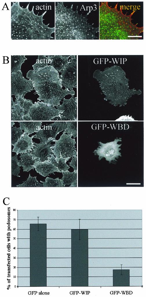 FIG. 7.