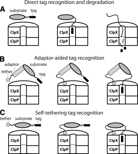 FIGURE 1.