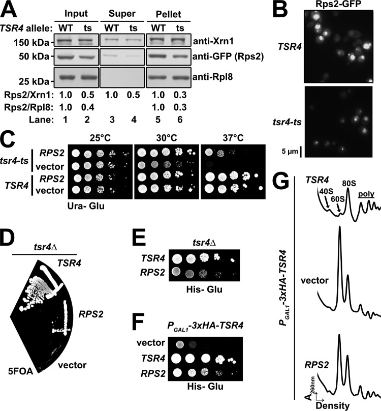 FIG 6