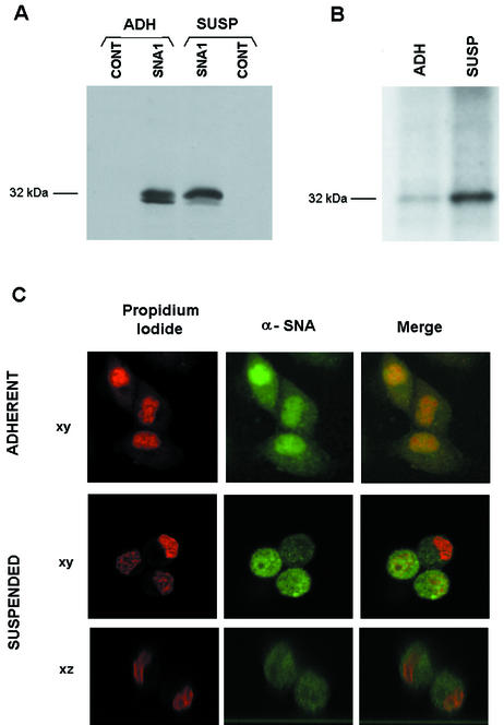 FIG. 12.